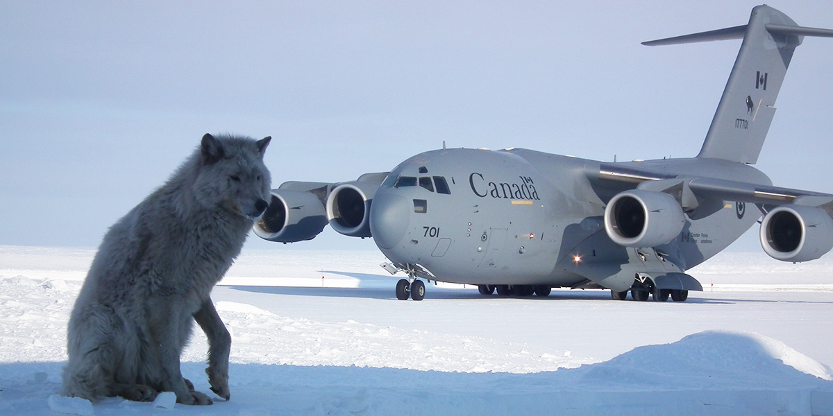 A Government of Canada plan in the background and a grey wolf in the foreground.