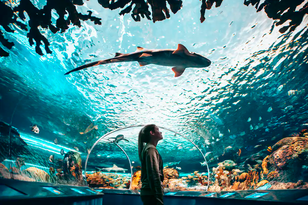 Interior of Ripley's Aquarium