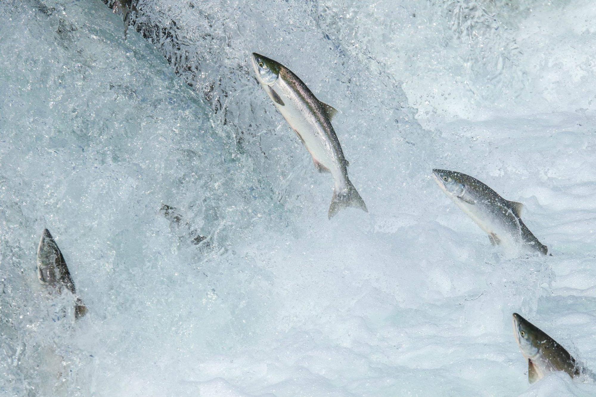 Des saumons qui remontent la rivière.