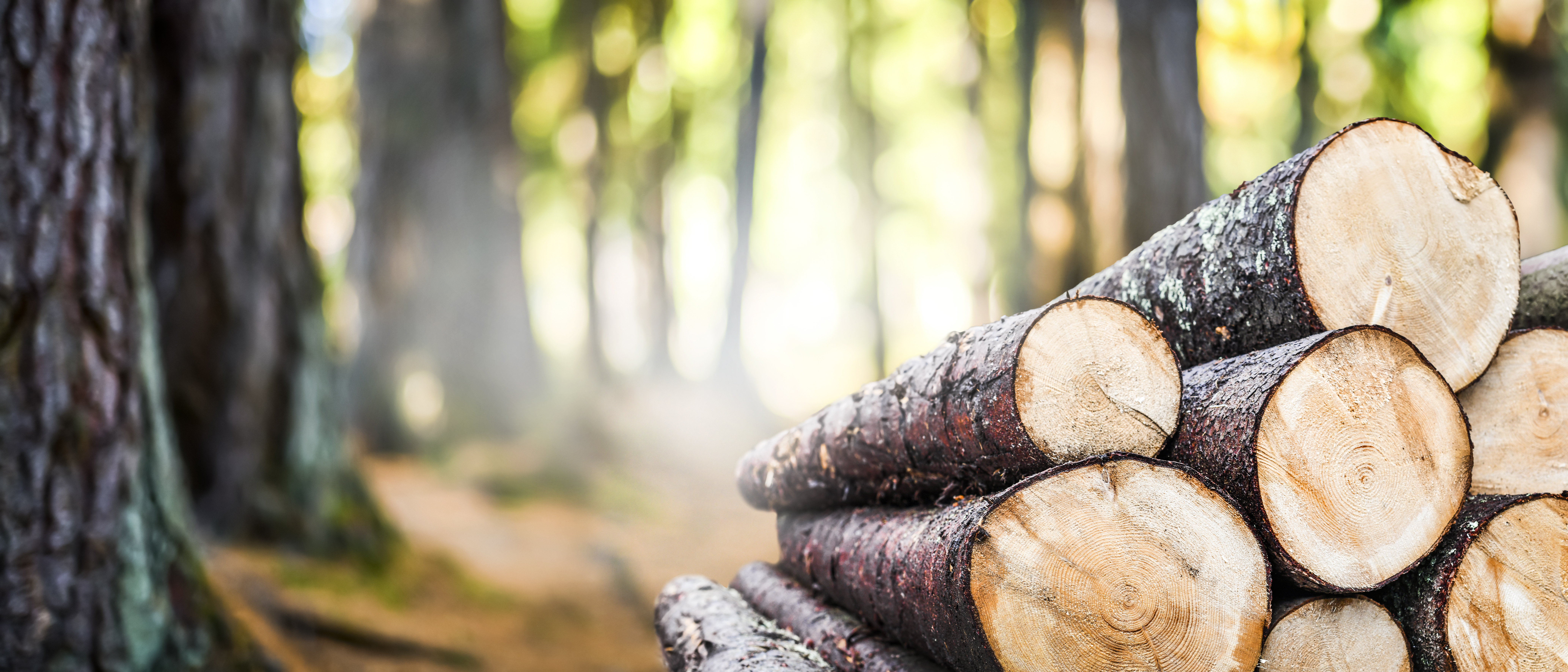 Fresh cut logs in a forrest.