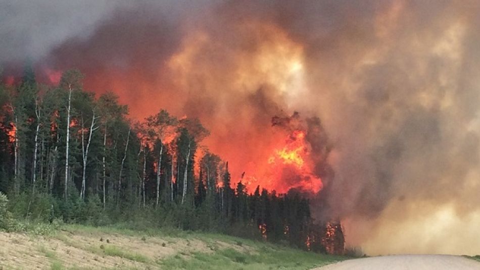 A large wildfire rages through a forest of evergreens.