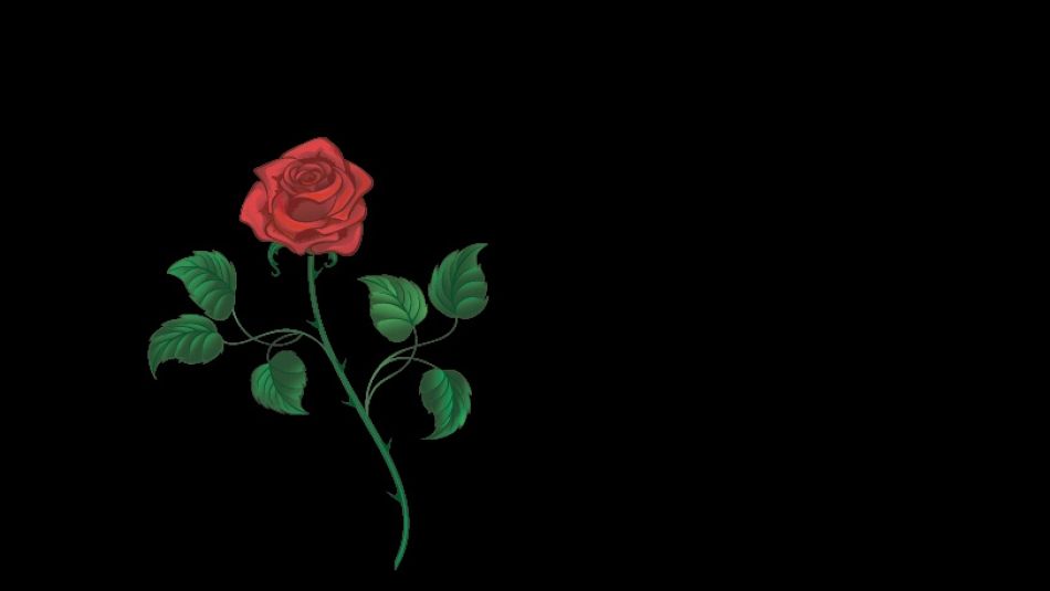 A single red rose on a black background