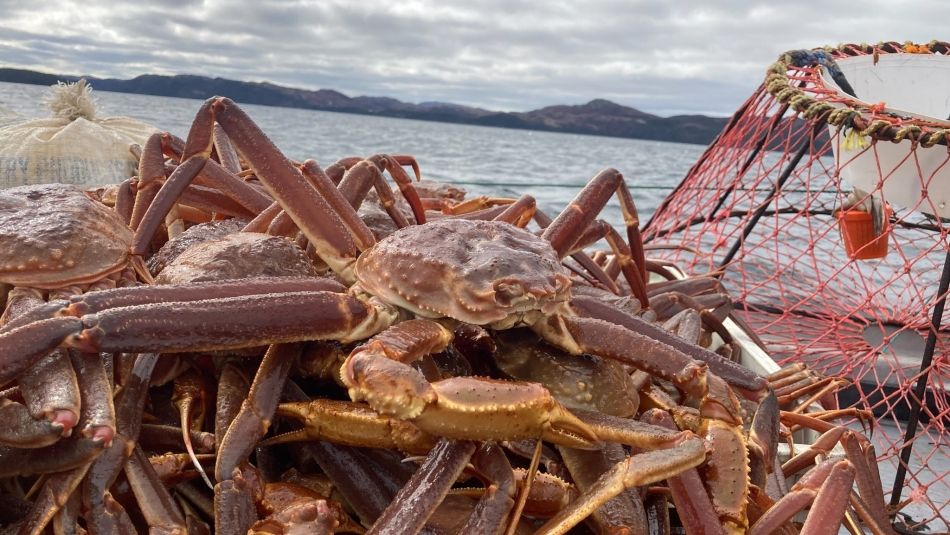 snow crabs at the bay