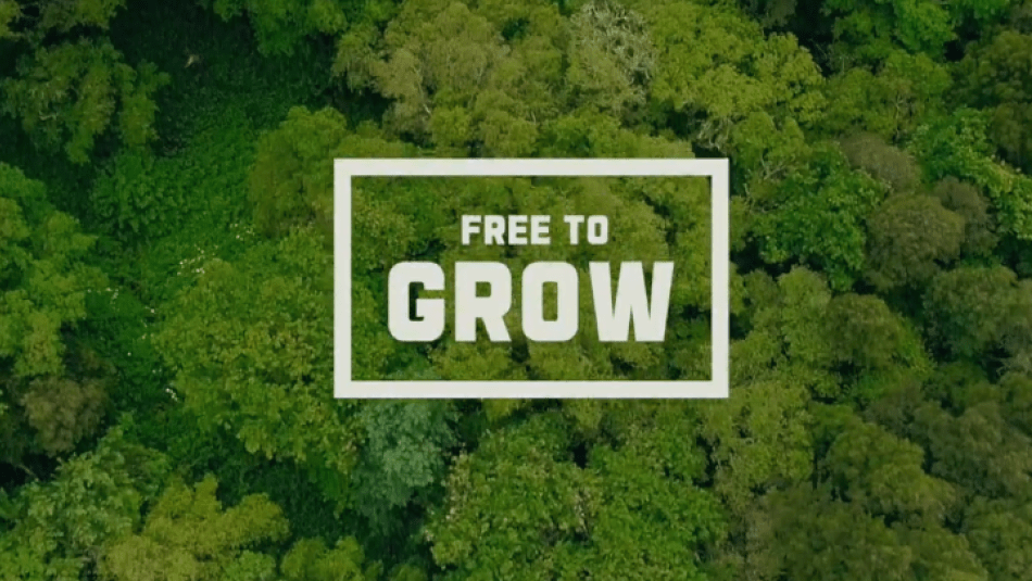 Aerial photo of dence trees with text Free to Grow