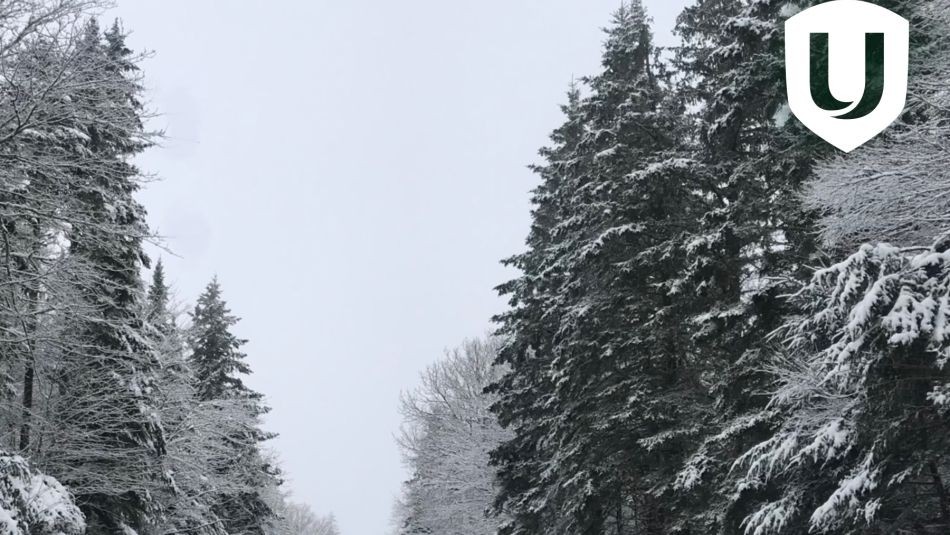 A stand of trees covered in snow