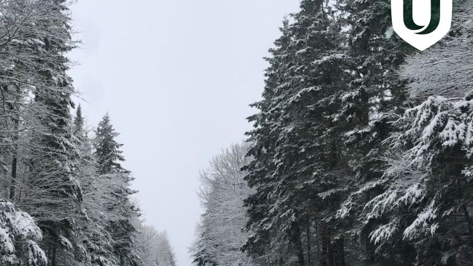 A stand of trees covered in snow