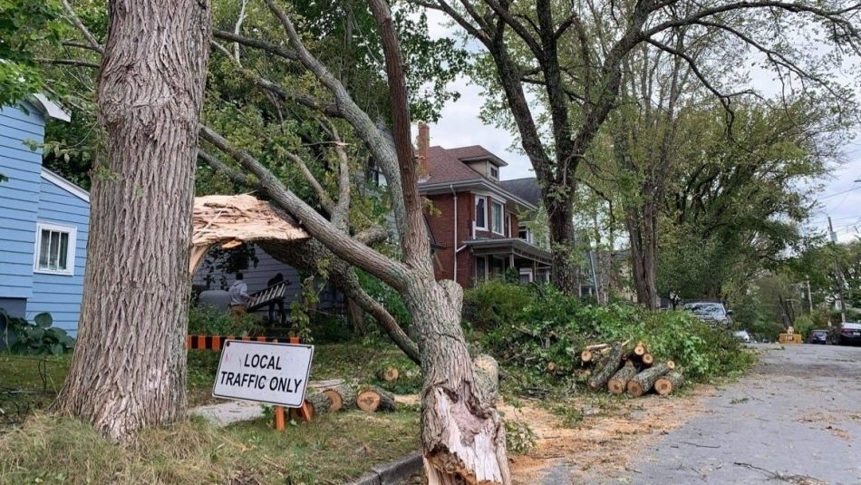 fallen trees and a sign on the ground reads local traffic only
