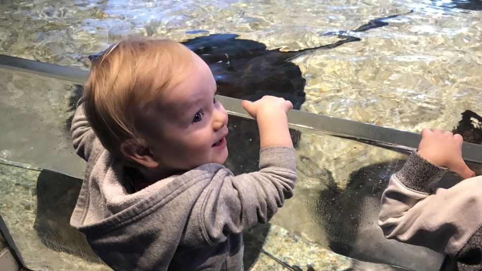A small child looking at fish at Ripley Aquarium