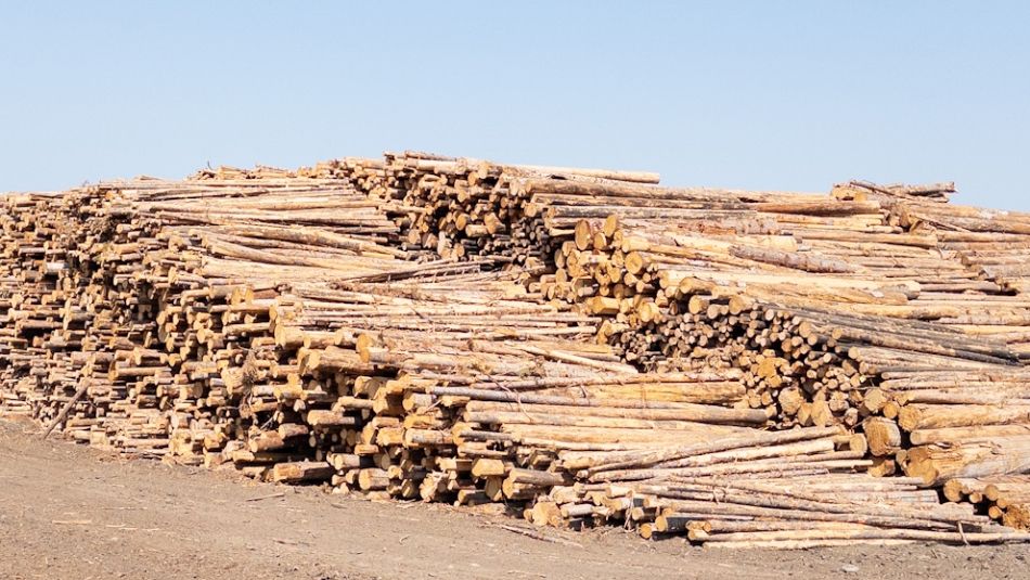 Three rows of hundreds of stacked logs