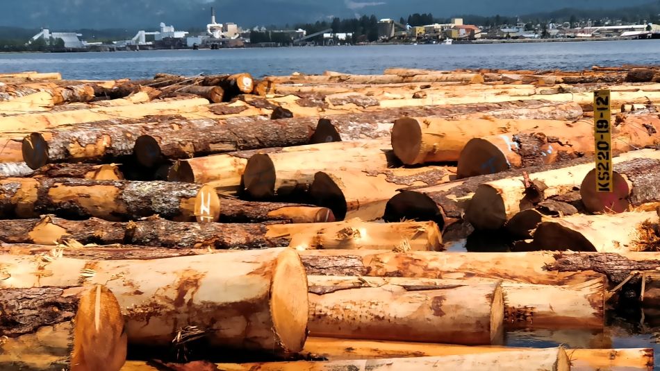 Raw logs floating on water with the coast in the distance.