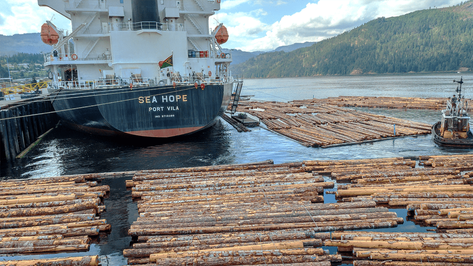 Raw logs floating in coastal waters as they are prepared for transportation.
