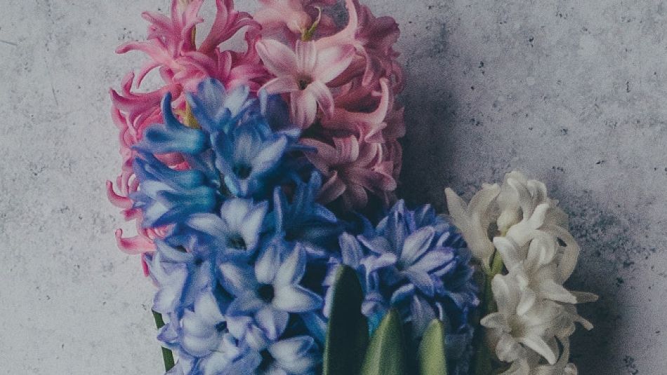 Blue, pink and white flowers commemorate the trans Day of Remembrance. 