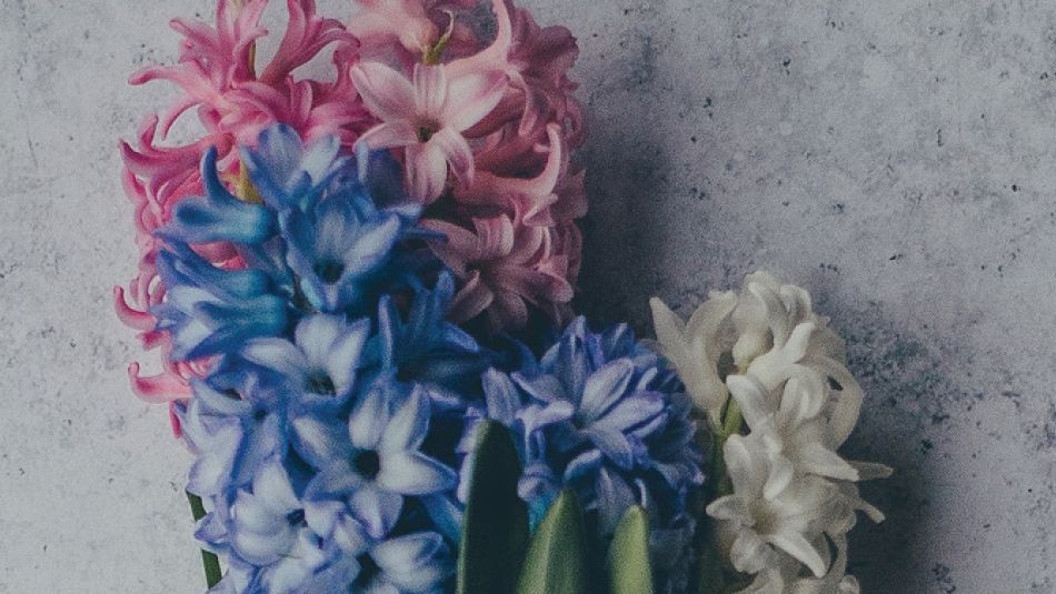 Pink and purple flowers with a gray background