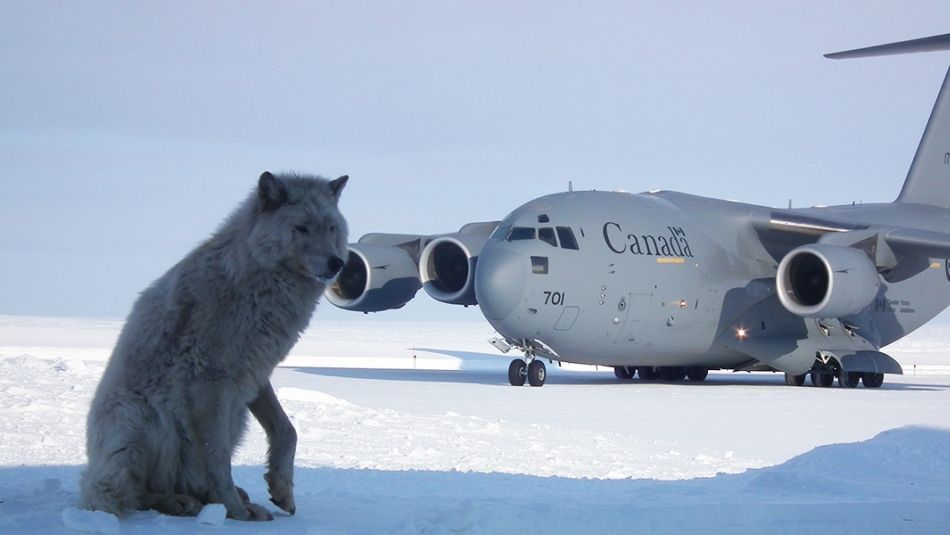 A Government of Canada plan in the background and a grey wolf in the foreground.