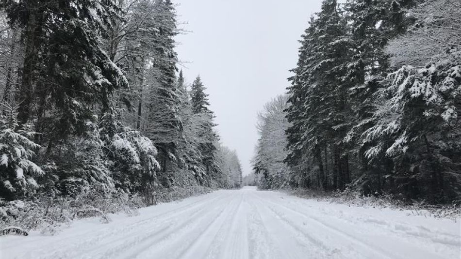 A snowy road with trees on both sides dusted in snow