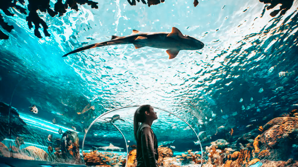Interior of Ripley's Aquarium