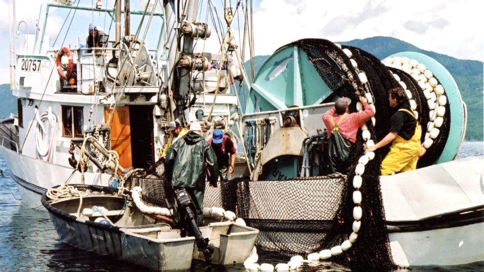 A group of fishe harvesters work with nets aboard a small fishing vessel.