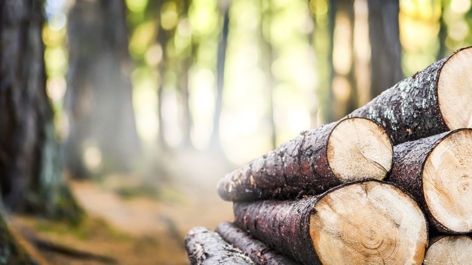 Fresh cut logs in a forrest.