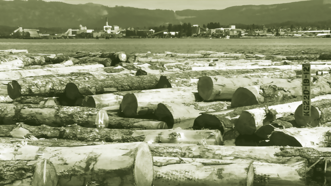 Cut logs lined up