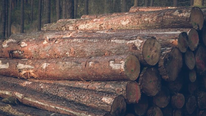 A large pile of sawed logs