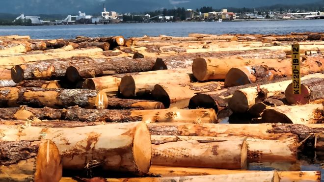 Raw logs floating on water with the coast in the distance.