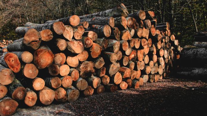 A stacked pile of cut logs