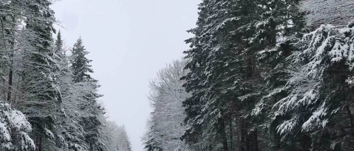 A stand of trees covered in snow